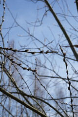 Serene Image of Spring Willow Branches with Buds Against a Clear Blue Sky, Signifying Renewal and Growth in a Calm Natural Setting Captured in Early Spring