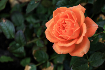 Dwarf Orange rose on pot