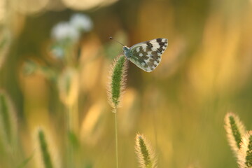 una farfalla pontia edusa al tramonto