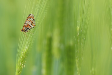 una farfalla melitaea al tramonto