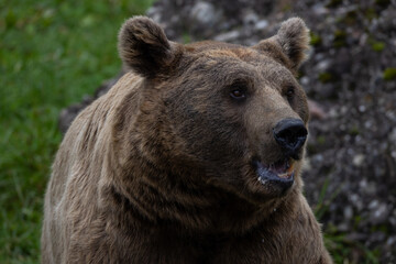 An alaskan brown grizzly bear, ursus arctos, runs through the water to hunt for fish.- redoubt bay,...