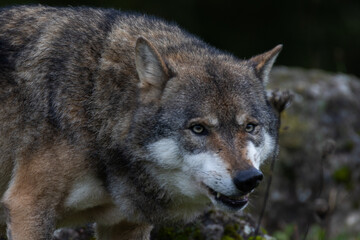 Fototapeta premium Gray wolf (Canis Lupus) also known as timber wolf looking straight at you in the forest