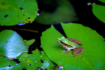 Green Frog on Lily Pad in a Tranquil Pond, Nature Wildlife Photography