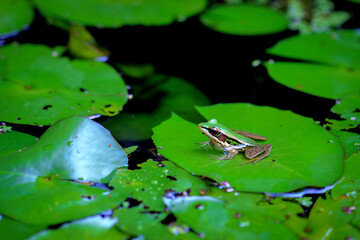 Green Frog on Lily Pad in a Tranquil Pond, Nature Wildlife Photography