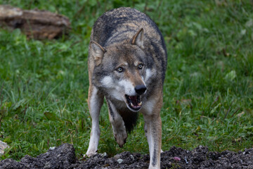 Obraz premium Gray wolf (Canis Lupus) also known as timber wolf looking straight at you in the forest