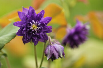 Obraz premium fiore di aquilegia in orimavera in un giardino