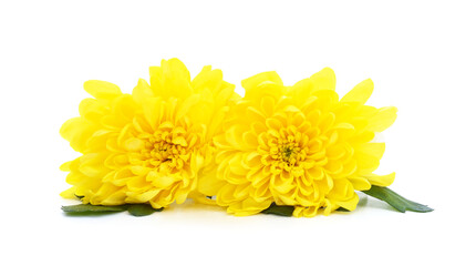 Fototapeta premium Bouquet of yellow chrysanthemums.