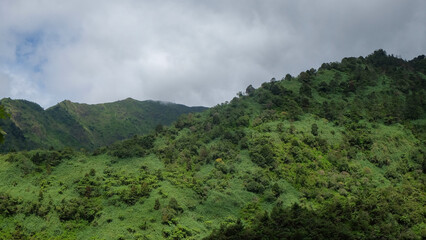 Obraz premium Tropical forest in the mountains with natural vegetation.Ecology and environment concept.For graphic design,banner background or 3D rendering