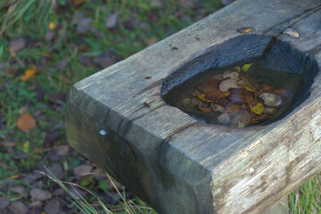 Autumn Leaves Submerged in Rainwater on Burnt Wooden Bench