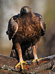 un majestuoso aguila real en españa