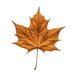 Obraz premium dried autumn maple leaf isolated on transparent or white background, fall leaves cutout