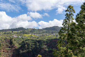 Pinus Canariensis trees in La Caldera de Taburiente national park La Palma island Canary...
