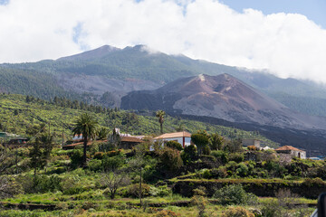 Pinus Canariensis trees in La Caldera de Taburiente national park La Palma island Canary...