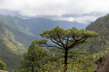 Pinus Canariensis trees in La Caldera de Taburiente national park La Palma island Canary archipelago Spain