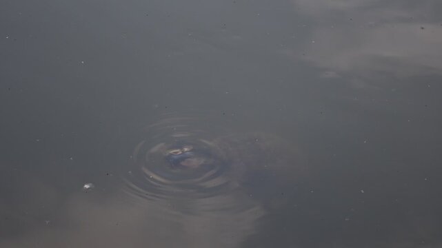 Trachemys callirostris swimming in a freshwater river, tropical turtle in its natural habitat. High quality 4k footage