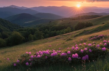 Fototapeta premium Mountain meadow sunset, rhododendron flowers, hills, forest