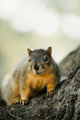 smiling close up of a squirrel in balboa park
