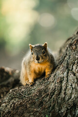 portrait of a squirrel in balboa park