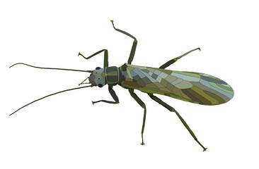 Adult Stonefly (Isogenoides colubrinus), artistic illustration, in natural color tones, jpg format.