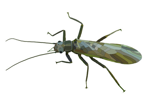 Adult Stonefly (Isogenoides colubrinus), artistic illustration, in natural color tones, jpg format.