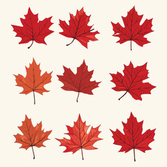 maple leaves vector