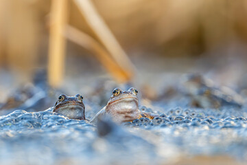 Spring mating of frogs. The moor frog, Rana arvalis.