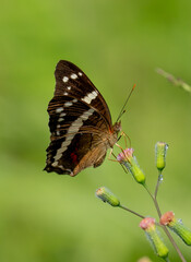 A beautiful butterfly resting gracefully on a vibrant flower amidst the wonders of nature