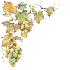 Branch of green grapes leaves. Isolated clip art. Hand painted watercolor illustration.