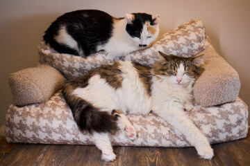 Calico and Tabby Cats are Contentedly Relaxing Together on a Cozy and Comfortable Bed