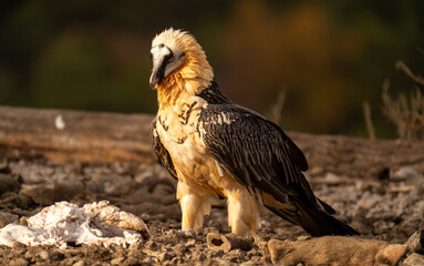 A Majestic Vulture Gracefully Roaming Through the Untamed Wilderness of Beautiful Nature