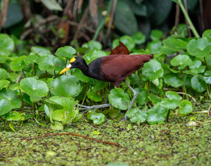 A Colorful Bird Sitting Gracefully Amidst the Lush Greenery of a Wetland Habitat