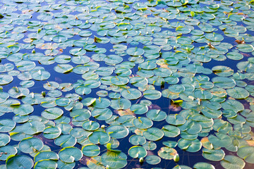 Lily pad background. Nature background of lily pad. Background of lily pad in pond. Water lily...