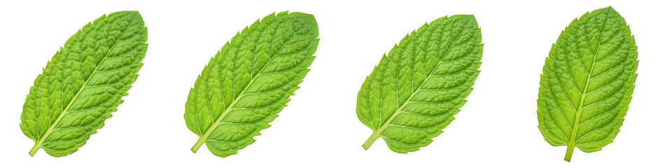 Fototapeta premium Mint Leaf Detail, Cut Out Set