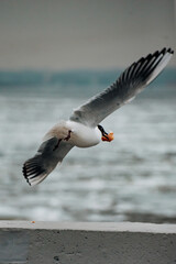 Seagulls forage for food in the frozen river near the lighthouse.