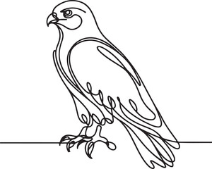 Hawk Line Drawing Vector Illustration