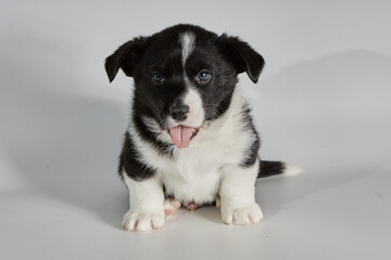 Black and white dog puppy on a white background