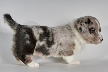 Black and white dog puppy on a white background