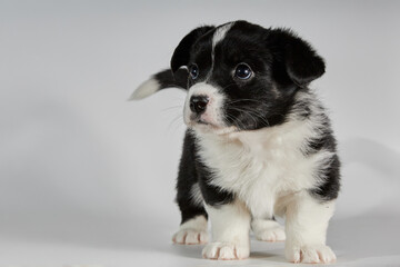 Black and white dog puppy on a white background