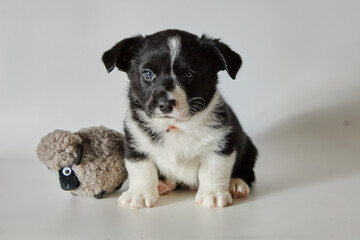 Black and white dog puppy on a white background