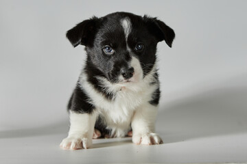 Black and white dog puppy on a white background