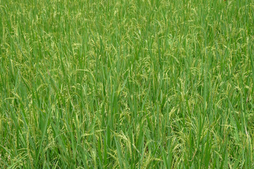 Abstract pattern and texture background of green rice in rice fields.Agriculture industry concept.For graphic design,3D rendering or banner background