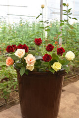 fresh roses from the greenhouse. bouquet of roses in a bucket