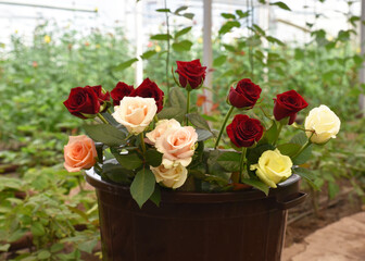 fresh roses from the greenhouse. bouquet of roses in a bucket