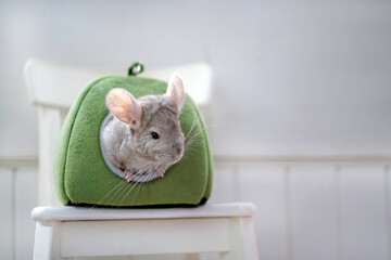 handsome chinchilla looks out of his house