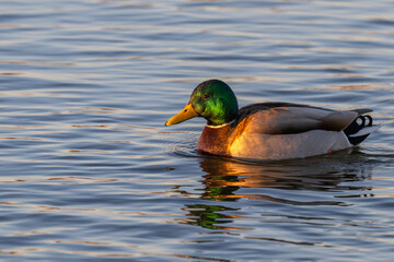 Closeup of a male mallard duck swimming in a lake.