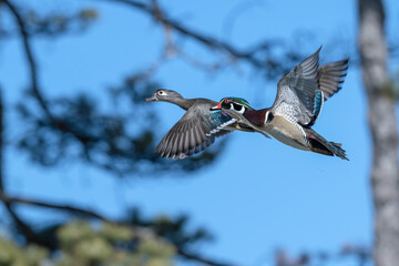 Pair of wood ducks in flight.