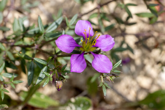 Virgin's Mantle (Fagonia Cretica) flower