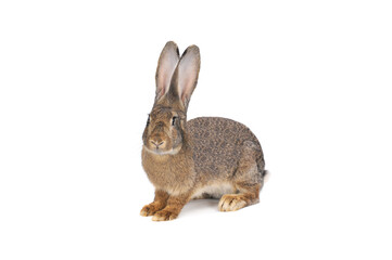 rabbits isolated on white background