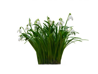 snowdrop isolated on white background