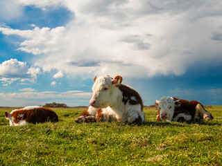 A few calves peacefully resting and sleeping on a warm, sunny day in a meadow.